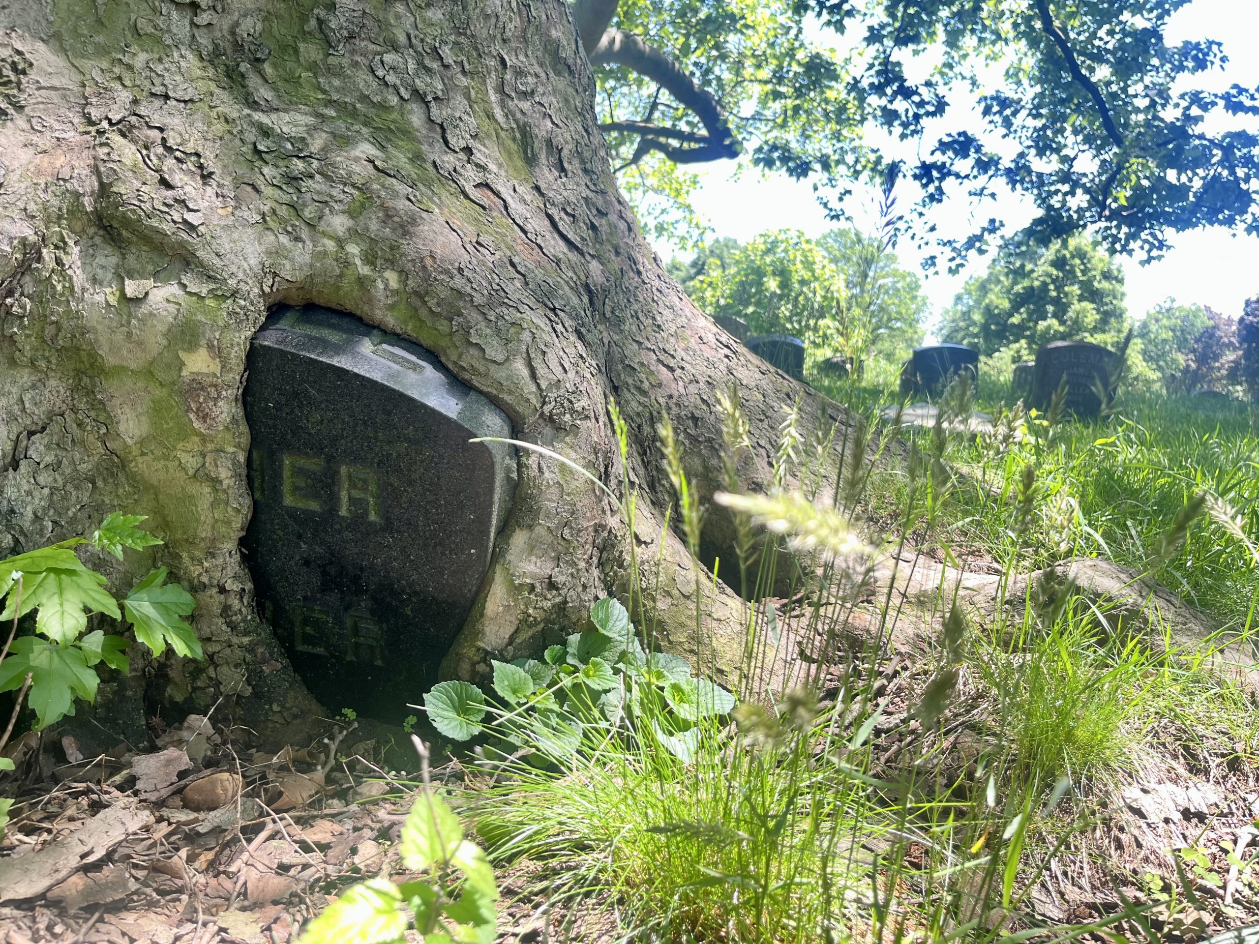 A grave stone that has been swallowed by a tree root in a cemetery