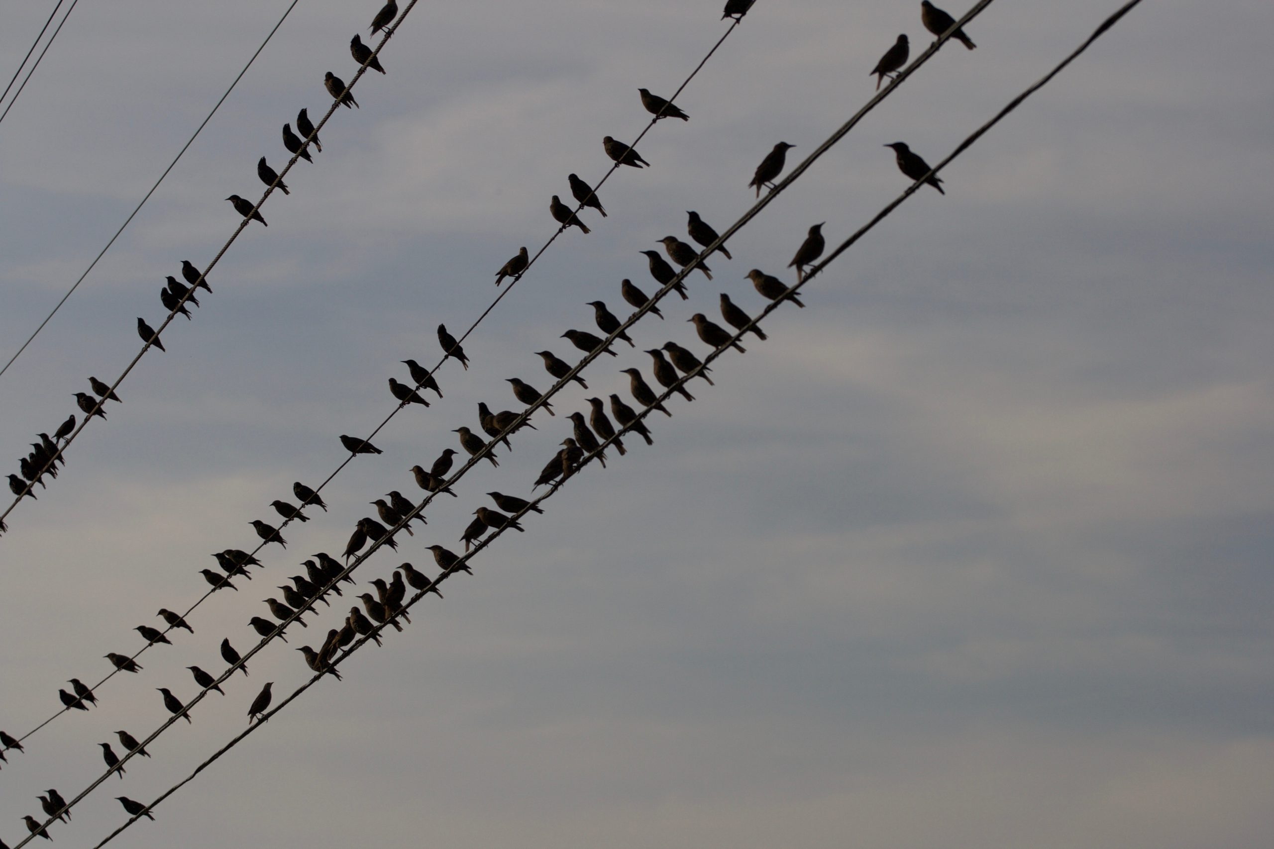 Three rows of black birds on telephone wires, with a background of cloudy sky.